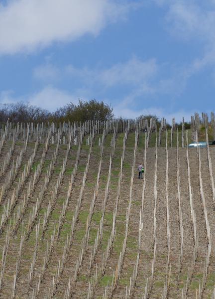 Weingut & Gaestehaus Schmitz-Bergweiler Bernkastel-Kues Luaran gambar